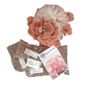 Products: DIY Oyster Mushroom grow kit