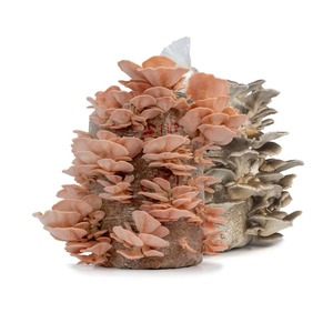 Family pack: Pink+Grey (2x5kg kits)