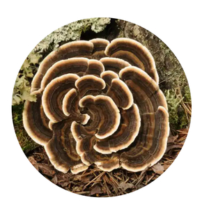 Products: Turkey Tail – Fresh 50g