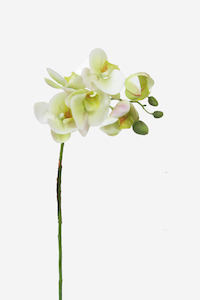 Moth Orchid Spray - Cream