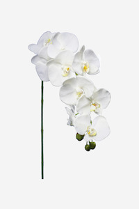 Large Orchid Spray - White
