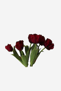 Parrot Tulip - Medium