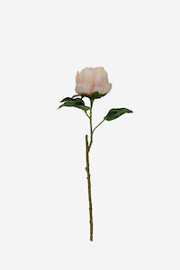 Opening Peony - Shell