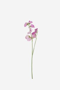 Sweetpea Spray - Lilac