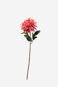 Cafe Au Lait Dahlia - Coral