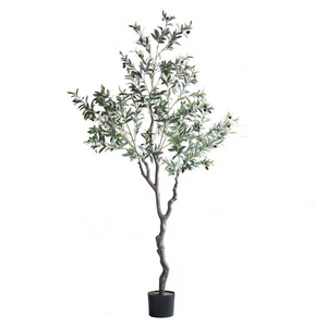 OLIVE TREE