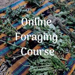 Online Foraging Course: Foraging for Wild Edible Plants ~ Online Video Foraging Course
