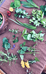Foraging Workshops: 5 x Books Bundle : Foraging + Herbalism