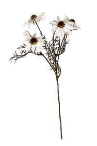 Plants Flowers: Echinacea Spray White