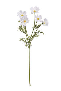 Cosmos Spray 62cm White