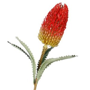 Plants Flowers: Banksia Spray Red 71 cm