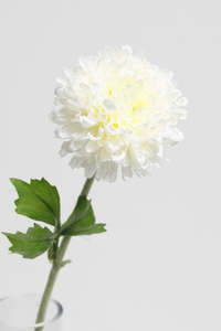 Mum Zinnia Spray White