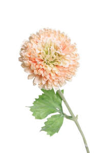 Mum Zinnia Spray Peach