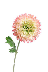 Mum Zinnia Spray Cream/Pink