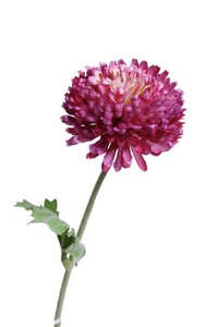 Mum Zinnia Spray Beauty