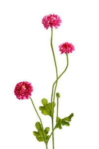 Pompom Sp x4 Beauty 59cm