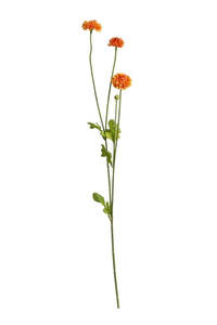 Pompom Sp x4 Orange 59cm