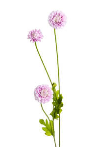 Plants Flowers: Pompom Sp x4 Lilac 59cm