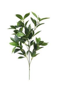 Plants Flowers: Shikiba Spray 73cm