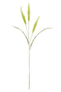 Fountain Grass - Sage Green