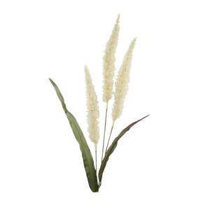 Fountain Grass - Cream