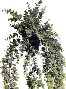 Plants Flowers: Potted Hanging Eucalpytus Grey