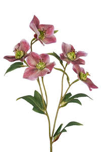 Hellebore Spray Mauve 47cm