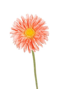 Plants Flowers: Single Mini Gerbera - Peach