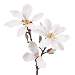 Plants Flowers: Fairy  Magnolia 78cm White