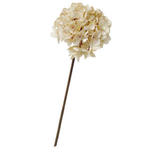 Plants Flowers: Dried-Look Hydrangea Cream