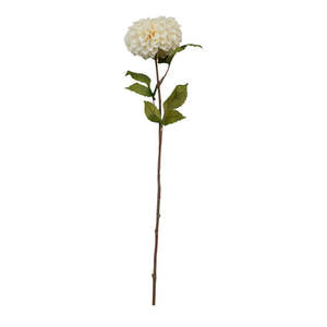 Pom Pom Dahlia - Cream