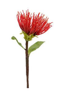 Pohutukawa Pick 20cm