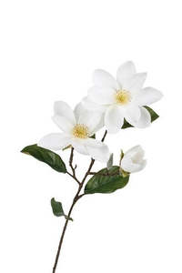 Plants Flowers: Legacy Magnolia Spray Cream 71cm