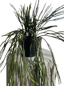 Potted Hanging Rhipsalis 76cm