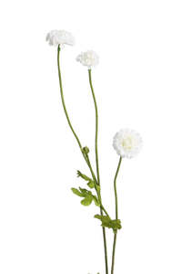 Pompom Sp x4 White 59cm