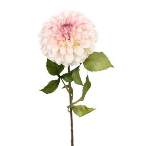 Pompom Dahlia - Pink