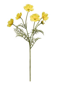 Plants Flowers: Cosmos Spray 62cm Yellow