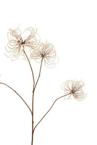 Wild Clematis Spray Cream 115cm