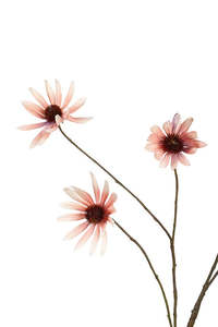 Rudbeckia Spray Dusky Pink 114cm