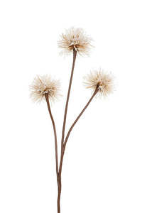 Dandelion Spray Natural/Brown 76cm
