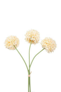 Plants Flowers: Mum Ball Bundle - Cream