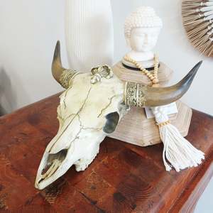 Large Natural Skull 40cm