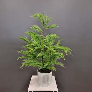 Weeping Cedar Potted Small