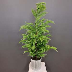 Weeping Cedar Potted Large