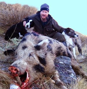 Mainland Boar Hunting