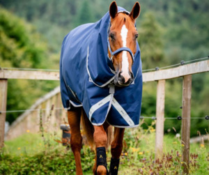 Turnout Rugs: Amigo 1200D Plus Turnout 100g