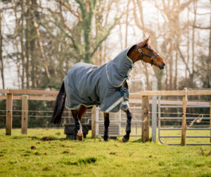 Pony Specials: Amigo Bravo 12 Plus Turnout