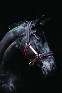 Pony Specials: Rambo Padded Headcollar - Pony