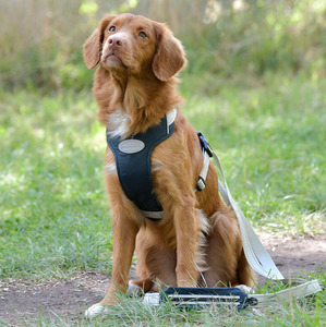 Weatherbeeta Explorer Dog Harness