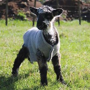 Other Animals Warmth And Comfort: Lamb Rug Cover